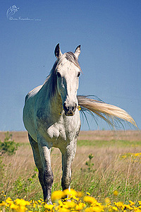 click for enlarge 267 X 400 71.5 Kb picture