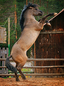 click for enlarge 300 X 400 114.1 Kb picture