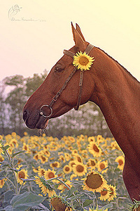 click for enlarge 267 X 400 81.5 Kb picture