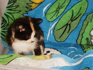 click for enlarge 604 X 453  78.0 Kb picture