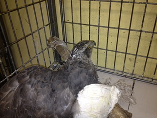 click for enlarge 1920 X 1440 640.3 Kb picture