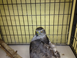 click for enlarge 1920 X 1440 704.2 Kb picture