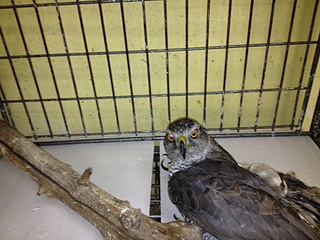 click for enlarge 1920 X 1440 755.7 Kb picture