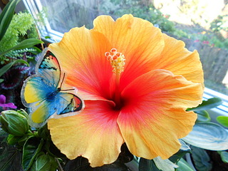 click for enlarge 1920 X 1440 628.1 Kb picture