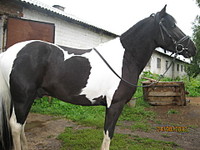 click for enlarge 1920 X 1440 503.2 Kb picture