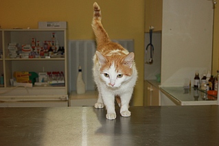 click for enlarge 800 X 533 136.4 Kb picture