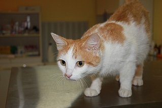 click for enlarge 800 X 533 135.0 Kb picture