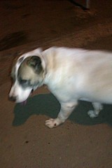 click for enlarge 1728 X 2592 644.8 Kb picture