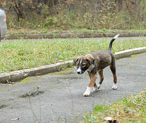 click for enlarge 1604 X 1351 297.0 Kb picture