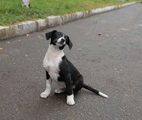 click for enlarge 1920 X 1624 221.8 Kb picture