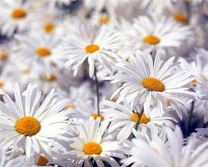 click for enlarge 500 X 400 30.3 Kb picture
