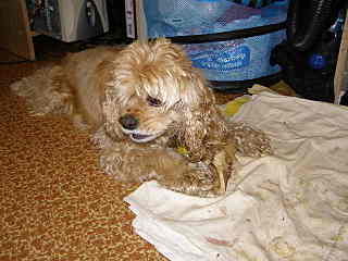 click for enlarge 640 X 480 57.0 Kb picture