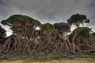 click for enlarge 1000 X 667 332.5 Kb picture