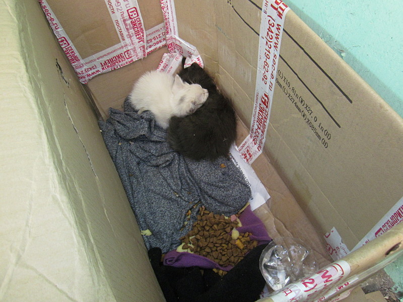 click for enlarge 1920 X 1440 555.4 Kb picture