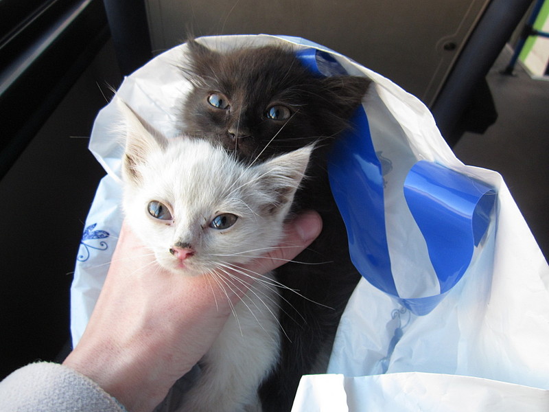 click for enlarge 1920 X 1440 410.8 Kb picture