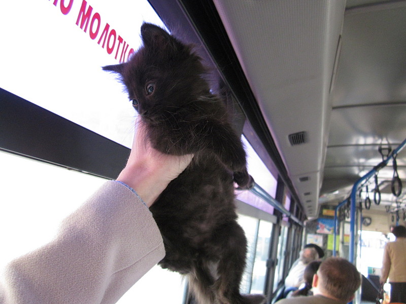 click for enlarge 1920 X 1440 432.7 Kb picture