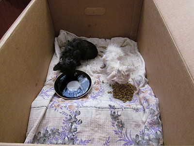 click for enlarge 1920 X 1440 519.0 Kb picture