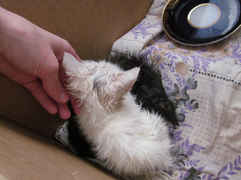 click for enlarge 1920 X 1440 559.8 Kb picture