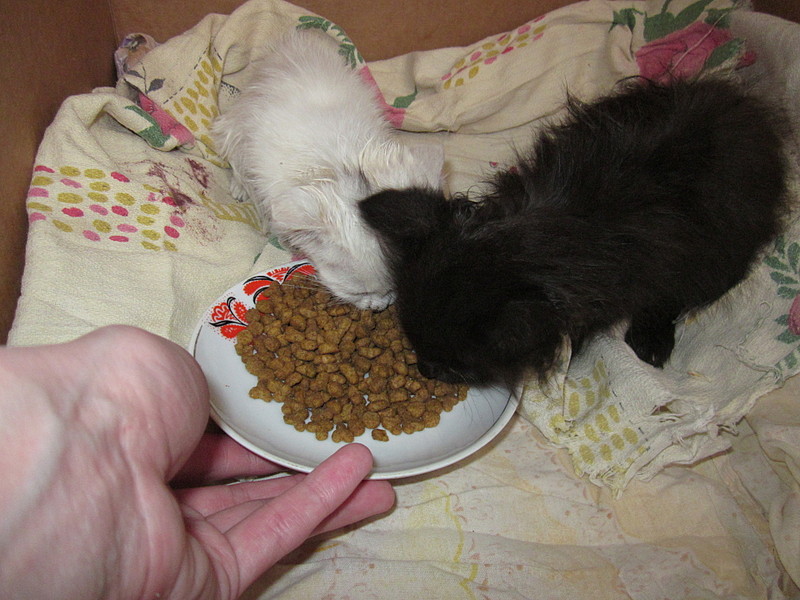 click for enlarge 1920 X 1440 585.6 Kb picture