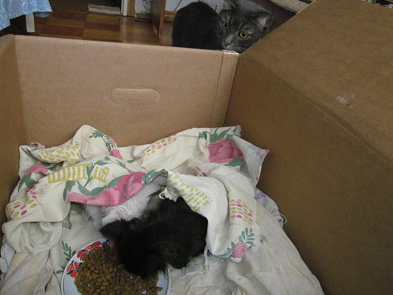 click for enlarge 1920 X 1440 557.1 Kb picture