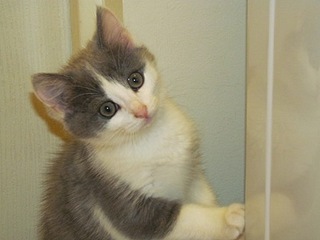 click for enlarge 448 X 336 32.8 Kb picture