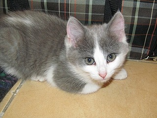 click for enlarge 448 X 336 53.0 Kb picture