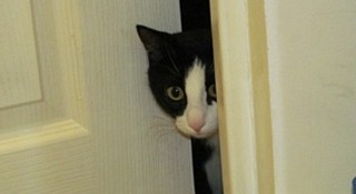 click for enlarge 448 X 245 21.7 Kb picture