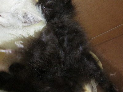 click for enlarge 1920 X 1440 487.3 Kb picture