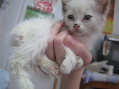 click for enlarge 1920 X 1440 423.0 Kb picture