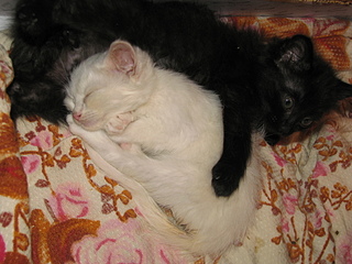 click for enlarge 1920 X 1440 1019.1 Kb picture