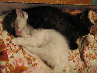 click for enlarge 1920 X 1440 831.0 Kb picture