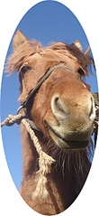 click for enlarge 1224 X 2661 803.2 Kb picture