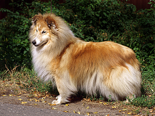 click for enlarge 700 X 525 478.2 Kb picture