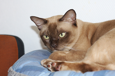 click for enlarge 1089 X 726 528.2 Kb picture