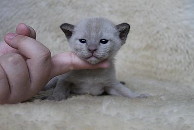 click for enlarge 1282 X 855 100.7 Kb picture