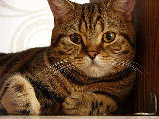 click for enlarge 1600 X 1200 706.4 Kb picture