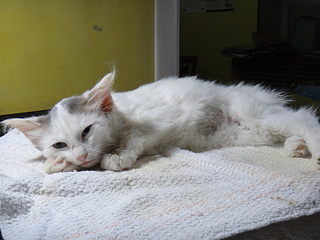 click for enlarge 1920 X 1440 507.8 Kb picture