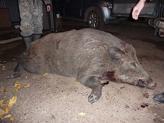 click for enlarge 1920 X 1440 301.6 Kb picture