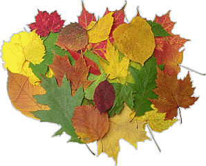 click for enlarge 313 X 252 37.6 Kb picture