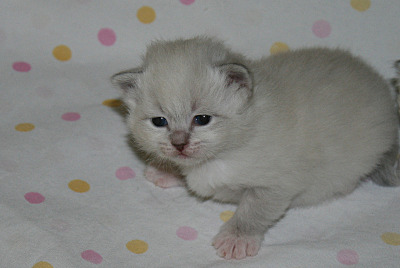 click for enlarge 800 X 536 85.4 Kb picture