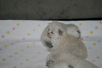 click for enlarge 800 X 533 149.4 Kb picture