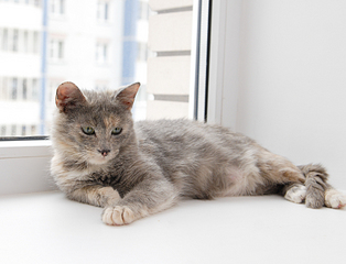 click for enlarge 1920 X 1465 132.7 Kb picture