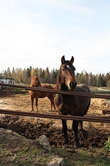 click for enlarge 1920 X 2880 511.6 Kb picture