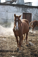 click for enlarge 1920 X 2880 440.0 Kb picture