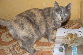 click for enlarge 604 X 403  60.4 Kb picture