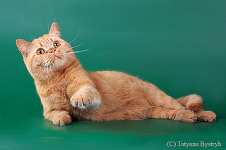 click for enlarge 611 X 407 86.0 Kb picture