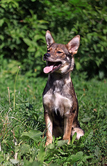 click for enlarge 516 X 800 211.3 Kb picture