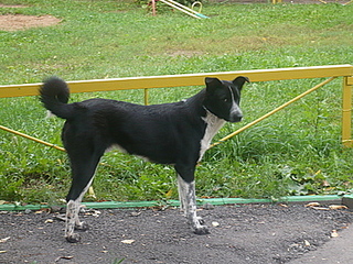 click for enlarge 400 X 300 95.5 Kb picture