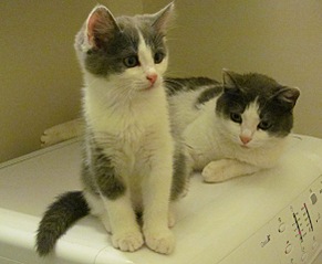 click for enlarge 583 X 480 61.5 Kb picture