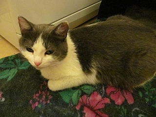 click for enlarge 640 X 480 83.9 Kb picture